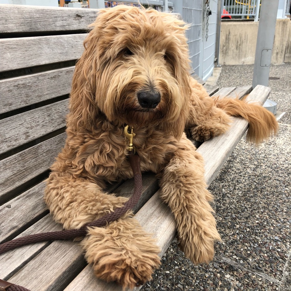 Meet your Posher, Madeline